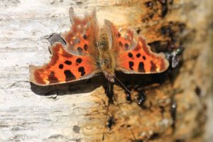 シータテハ表2021年4月2日