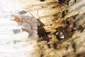 シータテハ裏2021年4月2日