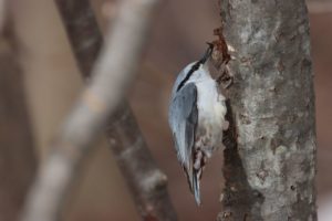 ゴジュウカラ2021年4月2日