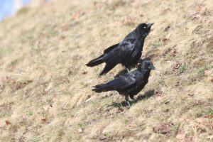 ハシボソガラス2021年4月2日