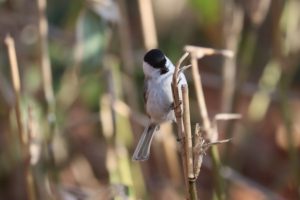 ハシブトガラ2021年4月2日