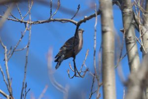 キジバト2021年4月2日