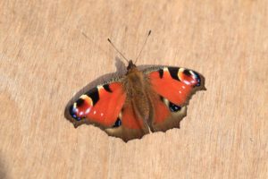 クジャクチョウ2021年4月2日