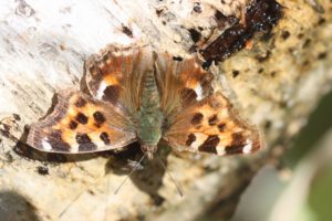 エルタテハ表2021年4月2日