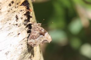 エルタテハ裏2021年4月2日