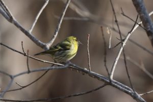 マヒワ雄2021年4月2日