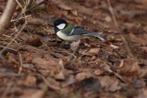 シジュウカラ2021年4月2日