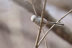 シマエナガ2021年4月2日