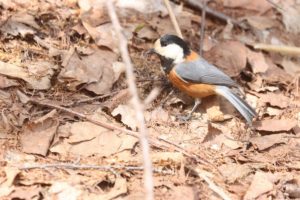 ヤマガラ2021年4月2日