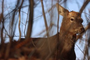エゾシカ雄2021年4月9日
