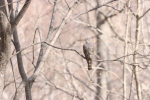 ハイタカ2021年4月9日