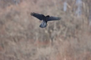 ハシボソガラス2021年4月9日2