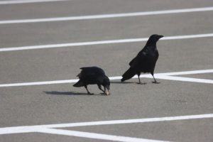 ハシボソガラス2021年4月9日1