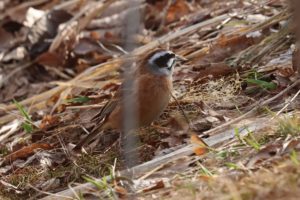 ホオジロ雄2021年4月9日