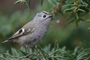キクイタダキ2021年4月9日