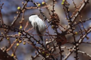 コガラ2021年4月9日