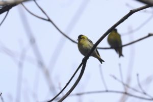 マヒワ雄2021年4月9日