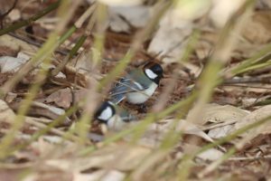 シジュウカラ2021年4月9日