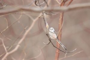 シマエナガ2021年4月9日1