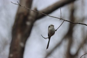 シマエナガ2021年4月9日2