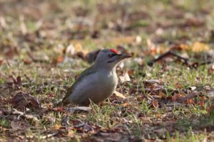 ヤマゲラ雄2021年4月9日