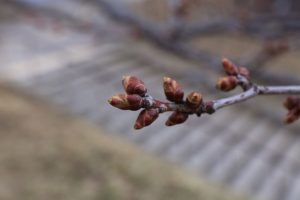 エゾヤマザクラ2021年4月9日