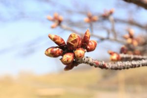 桜2021年4月12日1