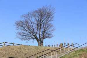 桜2021年4月12日2