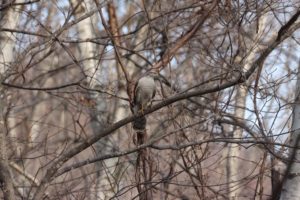 オオタカ2021年4月16日