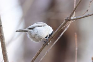 ハシブトガラ2021年4月16日