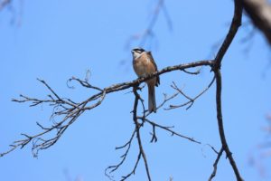 ホオジロ雄2021年4月16日