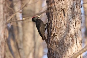 クマゲラ雄2021年4月16日