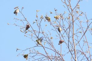 ベニヒワマヒワ2021年4月16日