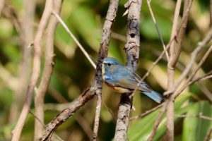 ルリビタキ雄2021年4月16日