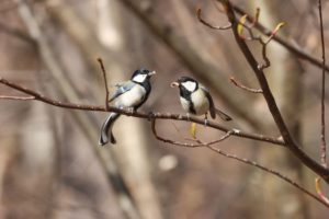 シジュウカラペア2021年4月16日