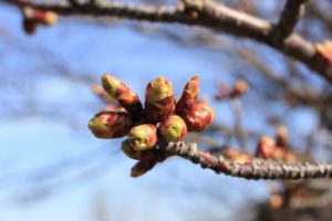 桜2021年4月16日1