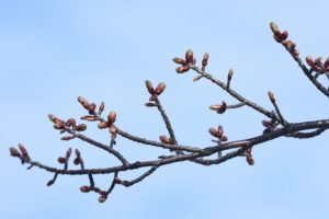 桜2021年4月16日2