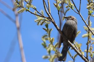 ヒヨドリ2021年4月23日