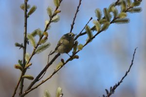 キクイタダキ2021年4月23日2