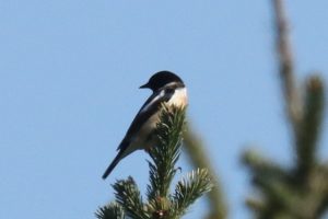 ノビタキ雄2021年4月23日