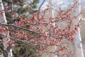 桜2021年4月23日2