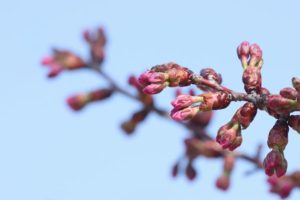 桜2021年4月23日5