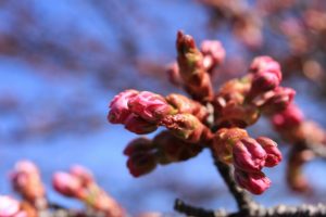 桜2021年4月23日1