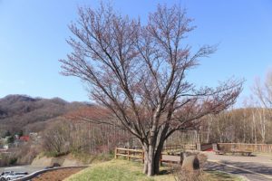 桜2021年4月23日3