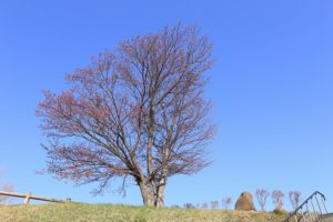 桜2021年4月23日4