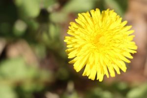 セイヨウタンポポ2021年4月23日