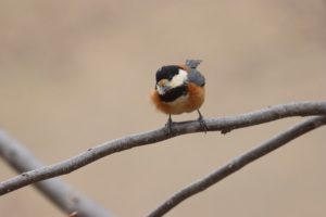 ヤマガラ2021年4月23日