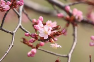 桜2021年4月24日2