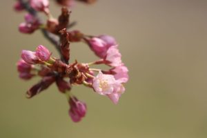 桜2021年4月24日7