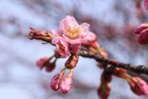 桜2021年4月24日1